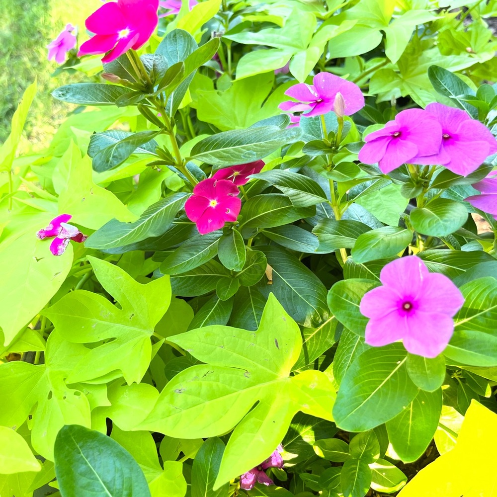 Swiftie who loves vintage & bargains